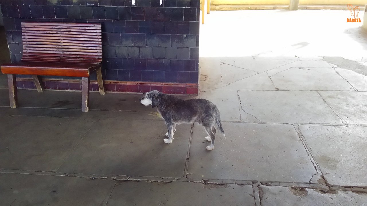 Estação Abandonada e a Cadela Molhada(Foto: Barata)